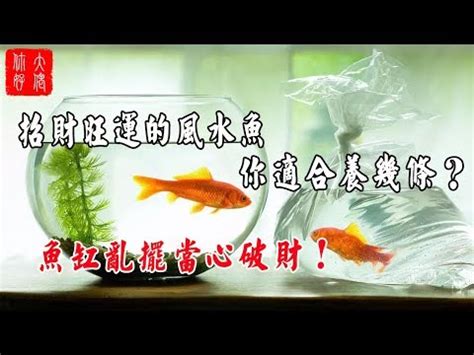 招財風水魚|【養魚 招財】養魚招財，讓你財運亨通！養魚風水5大重點，6大。